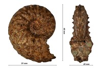 Schloenbachia varians